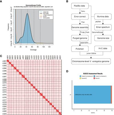 Frontiers Chromosome Level Genome Assembly Of The Verasper Variegatus